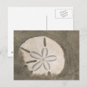 Sanddollar (Echinarachnius parma) Postkarte (Vorne/Hinten)