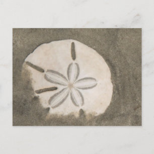 Sanddollar (Echinarachnius parma) Postkarte