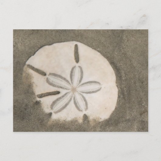 Sanddollar (Echinarachnius parma) Postkarte (Vorderseite)