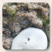 SandDollar im Fidschi-Riff bei Ebbe Getränkeuntersetzer (Vorderseite)