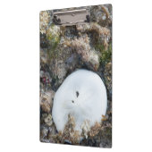 SandDollar im Fidschi-Riff bei Ebbe Klemmbrett (Links)