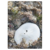 SandDollar im Fidschi-Riff bei Ebbe Klemmbrett (Rückseite)
