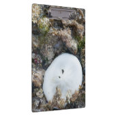 SandDollar im Fidschi-Riff bei Ebbe Klemmbrett (Rechts)