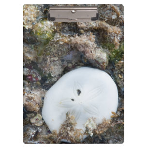 SandDollar im Fidschi-Riff bei Ebbe Klemmbrett