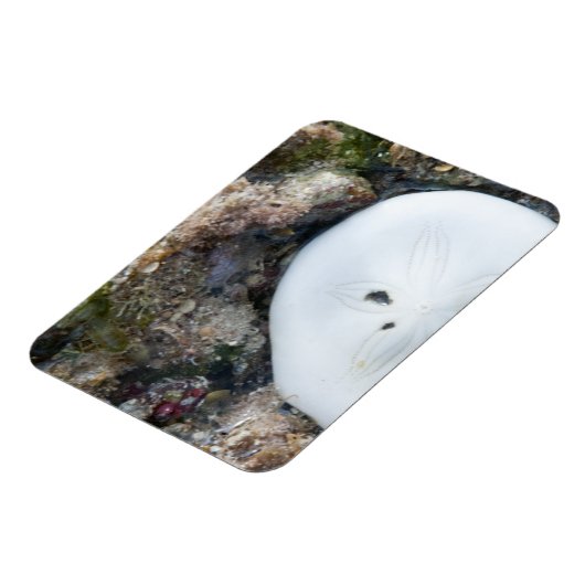 SandDollar im Fidschi-Riff bei Ebbe Magnet (Linke Seite)