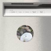 SandDollar im Fidschi-Riff bei Ebbe Magnet (In Situ (Geschirrspüler))