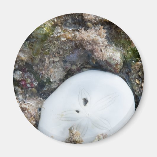 SandDollar im Fidschi-Riff bei Ebbe Magnet (Vorne)