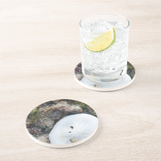 SandDollar im Fidschi-Riff bei Ebbe Untersetzer (Seite)