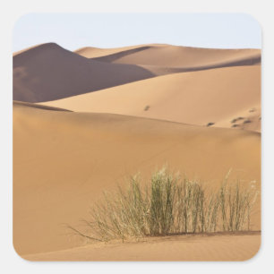 Sanddünen, Wüste Sahara, Marokko Quadratischer Aufkleber