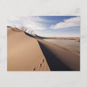Sanddünenformationen. Bruneau Dunes Staat Park Postkarte
