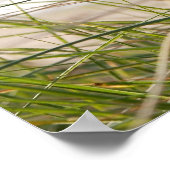 Sanddütengras-View-Poster Poster (Ecke)