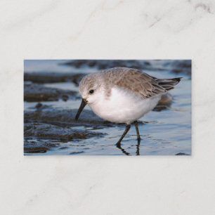 Sanderling auf einem Winterstrand Visitenkarte