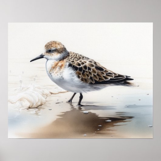 Sanderling Bird Art Print Poster (Vorne)