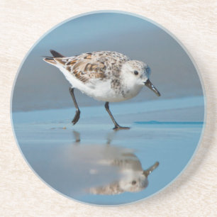 Sanderling (Calidris alba) auf nassem Strand beim  Untersetzer