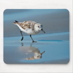 Sanderling (Calidris Albe) bei der Nahrungsaufnahm Mousepad