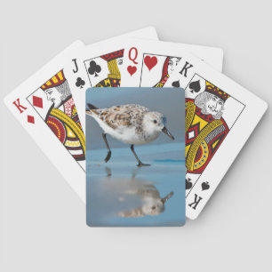 Sanderling (Calidris Albe) bei der Nahrungsaufnahm Spielkarten
