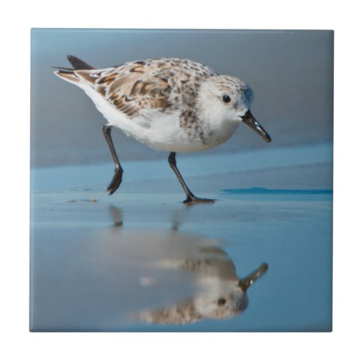 Sanderling (Calidris Albe) Fütternd am Strand von Fliese (Vorderseite)