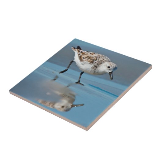 Sanderling (Calidris Albe) Fütternd am Strand von Fliese (Seite)