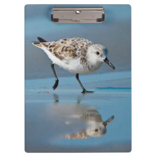 Sanderling (Calidris Albe) Fütternd am Strand von  Klemmbrett