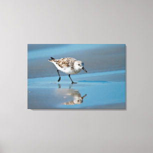 Sanderling (Calidris Albe) Fütternd am Strand von  Leinwanddruck