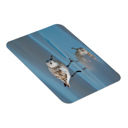 Sanderling (Calidris Albe) Fütternd am Strand von  Magnet (Rechte Seite)