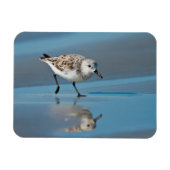 Sanderling (Calidris Albe) Fütternd am Strand von  Magnet (Horizontal)