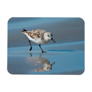 Sanderling (Calidris Albe) Fütternd am Strand von  Magnet