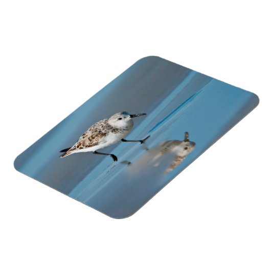 Sanderling (Calidris Albe) Fütternd am Strand von  Magnet (Linke Seite)