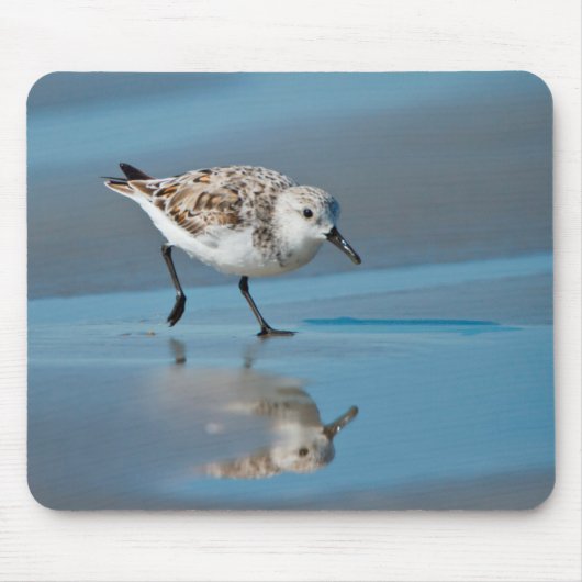Sanderling (Calidris Albe) Fütternd am Strand von  Mousepad (Vorne)