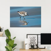 Sanderling (Calidris Albe) Fütternd am Strand von Poster (Heimbüro)