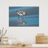 Sanderling (Calidris Albe) Fütternd am Strand von Poster (Küche)