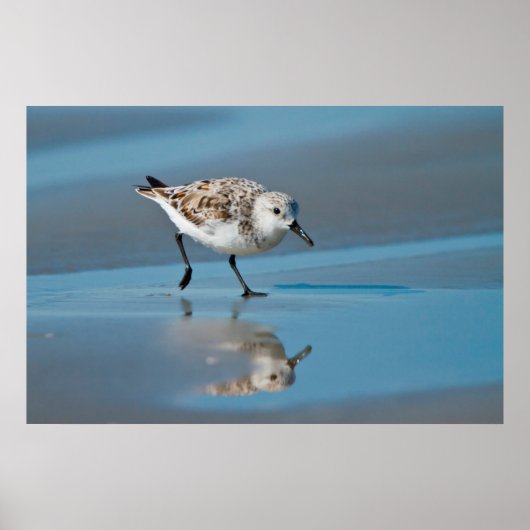 Sanderling (Calidris Albe) Fütternd am Strand von Poster (Vorne)