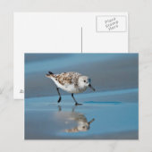 Sanderling (Calidris Albe) Fütternd am Strand von  Postkarte (Vorne/Hinten)