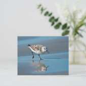 Sanderling (Calidris Albe) Fütternd am Strand von  Postkarte (Stehend Vorderseite)