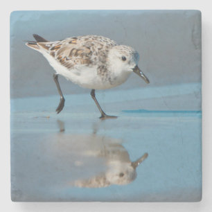 Sanderling (Calidris Albe) Fütternd am Strand von  Steinuntersetzer