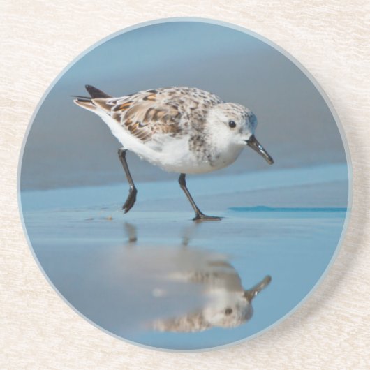 Sanderling (Calidris Albe) Fütternd am Strand von Untersetzer (Vorne)