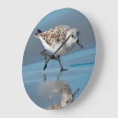 Sanderling (Calidris Albe) fütternd auf nassem Große Wanduhr (Winkel)