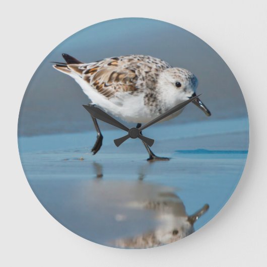 Sanderling (Calidris Albe) fütternd auf nassem Große Wanduhr (Vorderseite)