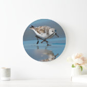 Sanderling (Calidris Albe) fütternd auf nassem Große Wanduhr (Zuhause)