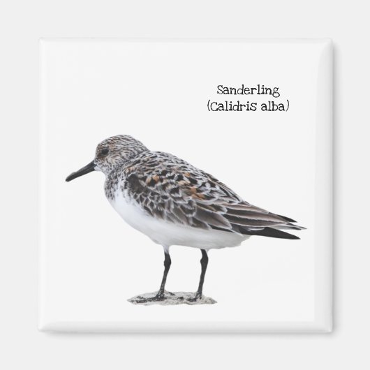 Sanderling Magnet (Vorne)