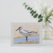 Sanderling Postkarte (Stehend Vorderseite)