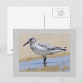 Sanderling Postkarte (Vorne/Hinten)