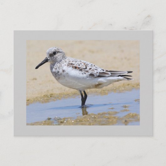 Sanderling Postkarte (Vorderseite)