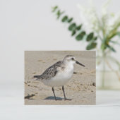 Sanderling Postkarte (Stehend Vorderseite)