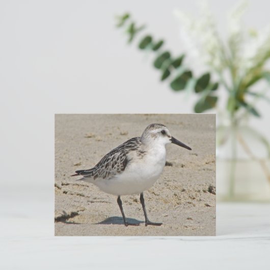 Sanderling Postkarte (Stehend Vorderseite)