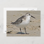 Sanderling Postkarte (Vorne/Hinten)