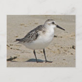 Sanderling Postkarte (Vorderseite)