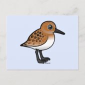 Sanderling Postkarte (Vorderseite)