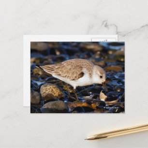 Sanderling Sandpiper Dines auf Clam am Strand Postkarte