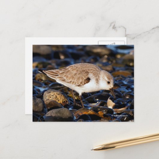 Sanderling Sandpiper Dines auf Clam am Strand Postkarte (Vorderseite/Rückseite Beispiel)